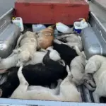 Maroko Dituding Akan Bantai Jutaan Anjing Demi Piala Dunia 2030, FIFA dan Kedubes Buka Suara