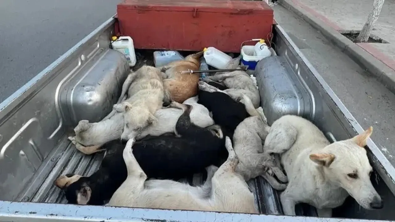 Maroko Dituding Akan Bantai Jutaan Anjing Demi Piala Dunia 2030, FIFA dan Kedubes Buka Suara Maroko Dituding Akan Bantai Jutaan Anjing Demi Piala Dunia 2030, FIFA dan Kedubes Buka Suara